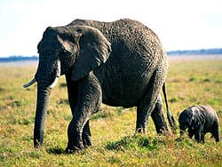 слон, слониха и слоненок