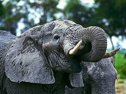 слон