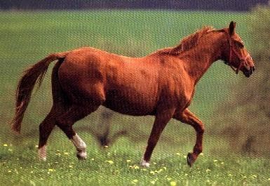 вестфальская лошадь, вестфальская порода лошадей, фото фотография, лошади кони