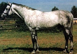 венгерская теплокровная лошадь, фото фотография, лошади кони