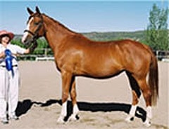 бельгийская теплокровная лошадь, фото фотография, породы лошадей, лошади кони