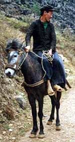 вьетнамский хмонг, порода лошадей Вьетнамский хмонг, фото фотография, лошади кони