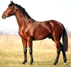 восточно-болгарская лошадь, фото фотография с https://horse.bg/, лошади кони