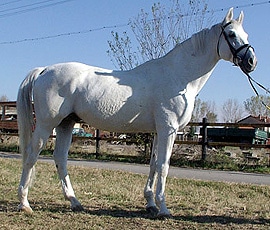 восточно-болгарская лошадь, фото фотография с https://silvena.com, лошади кони
