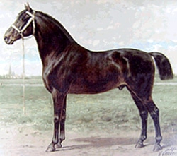 восточно-фризская лошадь, фото фотография с https://en.wikipedia.org, лошади кони