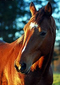 великопольская лошадь, лошадь великопольская, фото, фотография с https://horses-photos.org/, лошади кони