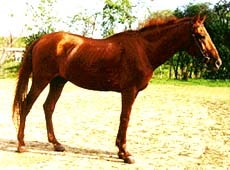 буденновская лошадь, буденновская порода лошадей, фото фотография, лошади кони