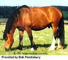 владимирская тяжеловозная лошадь, владимирский тяжеловоз, фото фотография, лошади кони, породы лошадей