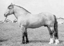 Белорусская упряжная лошадь, белорусская упряжная порода лошадей, фото фотография, лошади кони