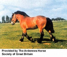 арденнская лошадь, арденнская порода лошадей, арденн, фото фотография, лошади кони