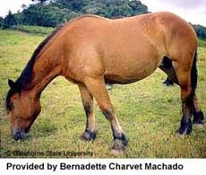 бретонская лошадь, бретонская порода лошадей, фото фотография, лошади кони