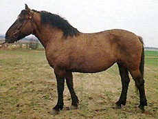 вятская лошадь, вятская порода лошадей, фото фотография, лошади кони