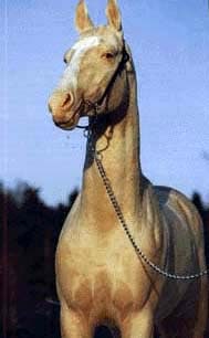 ахалтекинская порода лошадей, ахалтекинская лошадь, фото фотография, лошади кони