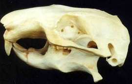 череп аплодонтии (Aplodontia rufa), фото, фотография c http://azdrybones.com/
