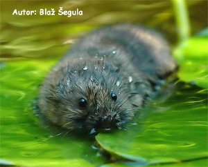 Крыса водяная, полевка водяная (Arvicola terrestris), фото фотография с http://www.biolib.cz/IMG/GAL/32194.jpg