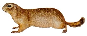Даурский суслик, забайкальский суслик (Citellus dauricus), картинка рисунок грызуны