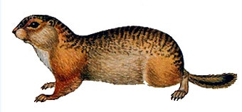 Большой суслик, рыжеватый суслик (Citellus major), картинка рисунок грызуны