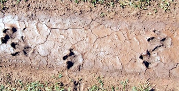 Капибара, или водосвинка - следы (Hydrochoerus hydrochaeris), фото фотография, водосвинковые грызуны