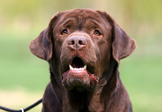 Лабрадор ретривер шоколадного окраса, собаки породы собак фото фотография собаки