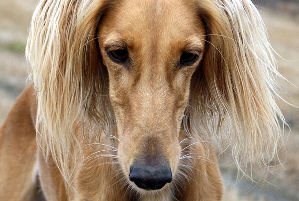 Салюки, персидская борзая, фото фотография породы собак