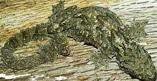 лопастнохвостый геккон, лопастехвостый геккон (Ptychozoon lionotum), фото, фотография