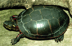 расписная черепаха, восточная расписная черепаха (Chrysemys picta), фото, фотография
