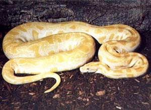 Бурмезский питон (Python molurus bivittatus), фото рептилии фотография
