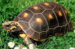 угольная черепаха, красноногая черепаха (Chelonoidis carbonaria, Geochelone carbonaria), фото, фотография