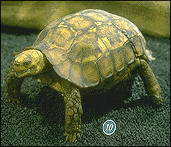 зубчатая киникса, черепаха Швейггера (Kinixys erosa), фото, фотография