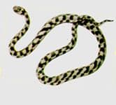 иранская кошачья змея (Telescopus rhynopoma), рисунок, картинка