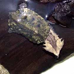 матамата (Chelus fimbriatus), фото, фотография черепахи