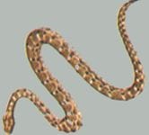 эфа, змея эфа (Echis carinatus), фото