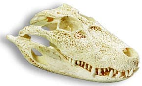 череп широкомордого каймана, бразильского каймана (Caiman latirostris), фото, фотография