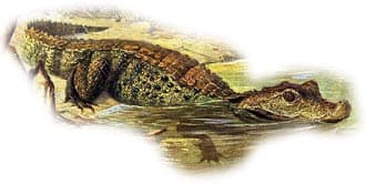 тупорылый крокодил, карликовый африканский крокодил (Osteolaemus tetraspis), фото, фотография