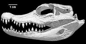 череп тупорылого крокодила, карликового африканского крокодила (Osteolaemus tetraspis), фото, фотография