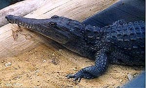 крокодил Джонстона, пресноводный крокодил (Crocodylus johnstoni), фото, фотография