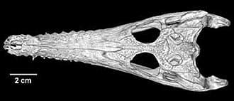 череп австралийского узкорылого крокодила (Crocodylus johnstoni), фото, фотография