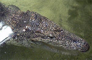восточный крокодил, индийский крокодил (Crocodylus palustris), фото, фотография