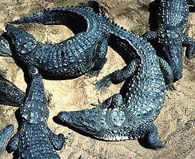 индийский крокодил, магер (Crocodylus palustris), фото, фотография