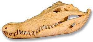 череп гребнистого крокодила (Crocodylus porosus), фото, фотография