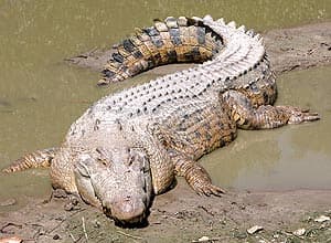 австралийский крокодил Салтватера, индо-тихоокеанский крокодил (Crocodylus porosus), фото, фотография