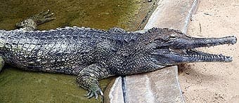 псевдогавиал, псевдогхариал, гавиаловый крокодил (Tomistoma schlegelii), фото, фотография