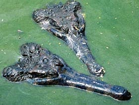 псевдогавиал, крокодил гавиаловый (Tomistoma schlegelii), фото, фотография
