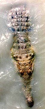 оринокский крокодил, колумбийский крокодил (Crocodylus intermedius), фото, фотография