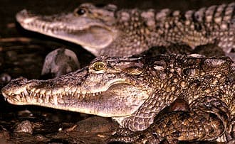 филиппинский крокодил, крокодил филлипинский (Crocodylus mindorensis), фото, фотография