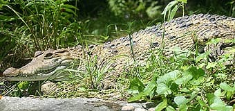 филиппинский пресноводный крокодил (Crocodylus mindorensis), фото, фотография