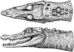голова гладколобого каймана Шнайдера (Paleosuchus trigonatus), фото, фотография