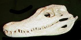 череп гладколобого каймана Шнайдера (Paleosuchus trigonatus), фото, фотография
