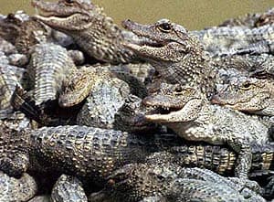 китайский аллигатор (Alligator sinensis), фото, фотография