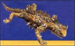 молох, колючий дьявол (Moloch horridus), фото, фотография